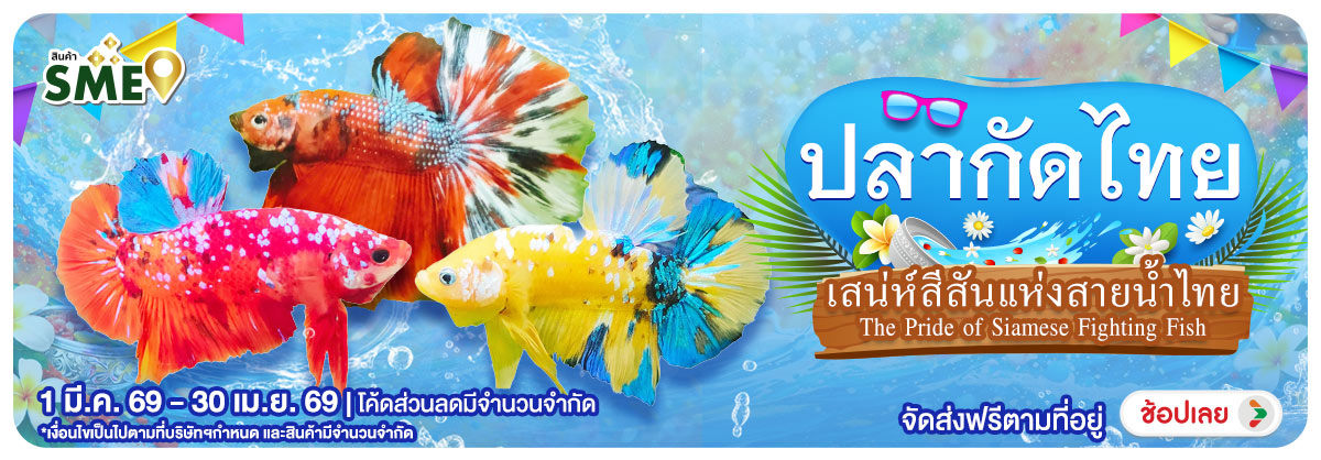 Hero-NON- ปลากัดไทยSIAMESEFigh(6) 01.03.2026-01.05.2026 H12