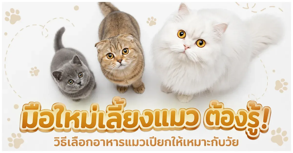 Blog-มือใหม่เลี้ยงแมว ต้องรู้