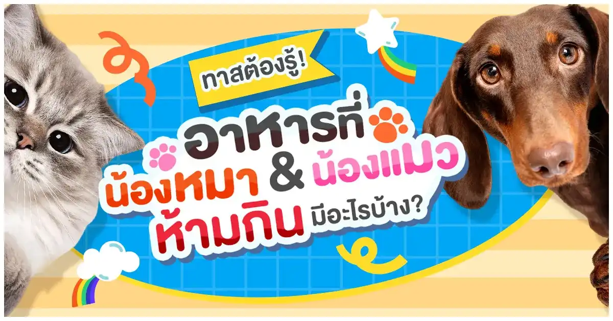 Blog-อาหารที่ห้ามกิน หมา แมว