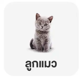 ลูกแมว